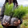 Se plantarán 70 mil árboles en zona urbana de Uruapan