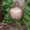 Hallan y rescatan a un halcón debilitado en la colonia San José Itzícuaro de Morelia