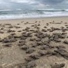 Playas de Michoacán, escenario de migración y nacimiento de tortugas marinas