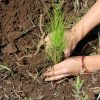Se impulsará reforestación histórica para recuperar el lago de Pátzcuaro: Bedolla