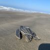 Playas michoacanas ven nacer 5 millones de crías de tortugas marinas