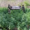 Ejército Mexicano asesta nuevo golpe al narcotráfico: incinera 4 plantíos de marihuana en Arteaga