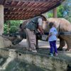Disfruta un verano de aventura en el Zoológico de Morelia
