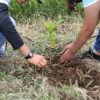 Reforestación, pilar fundamental para restauración de suelos forestales: Cofom