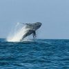 Certificarán a Michoacán para avistamiento de ballenas en las playas