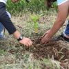 Cuatro de cada 10 árboles que se planten este año, serán destinados para las cuencas de ríos y lagos