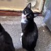 En Morelia, feria de adopción se realiza quincenalmente en el parque 150