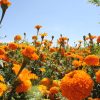 Flor de Cempasúchil de Copándaro, 15 años de ornamentar espacios públicos en Morelia