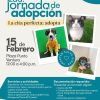 Impa invita a la 2ª Jornada de Adopción, este fin de semana