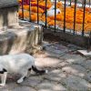 Se brinda cuidado y protección a gatos del Panteón de Morelia: Minerva Bautista