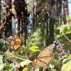 Vota por la Mariposa Monarca en los premios Lo Mejor de México