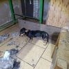Rescata FGE a cinco ejemplares caninos víctimas de maltrato y abandono en Apatzingán