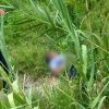 Mujer es atacada por una jauría de perros en la colonia El Arenal de Uruapan