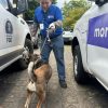 Rescatan cuatro perros en situación vulnerable