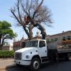 Gobierno de Morelia avanza en mantenimiento urbano y limpieza de áreas verdes de la ciudad