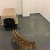 Rescata FGE ejemplar de jaguar cachorro durante actos de investigación en Zitácuaro