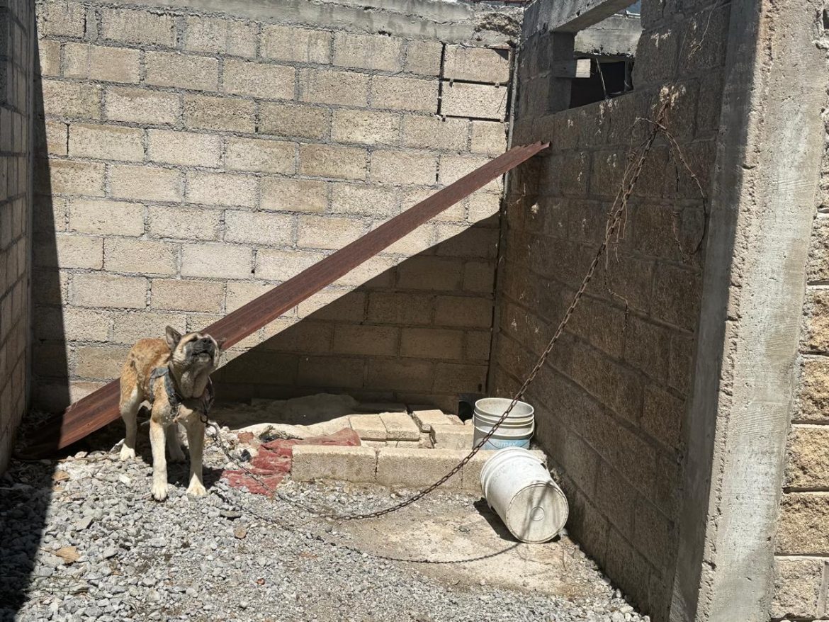 Asegura FGE ejemplar canino durante cateo por presunto maltrato animal en Zitácuaro