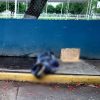 Localizan cadáver encobijado y con narcomensaje por fuera de la Deportiva Lázaro Cárdenas de Zamora