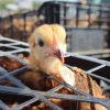 Continúa entrega de gallinas de traspatio en apoyo al sector rural de Morelia