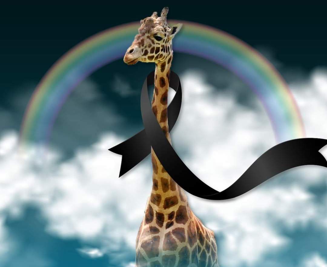 Fondo