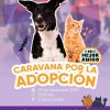 Dos de cada 10 perros que compran o regalan en temporada decembrina se quedan en buenas condiciones