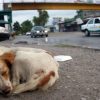 México, líder en abandono de mascotas en Latinoamérica, advierte director del CAA