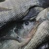 Compra a bajo costo pescado fresco directo de productores michoacanos