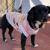 Un hogar para ellos, una familia para ti», anuncia Rescatistas Independientes Feria de Adopción