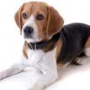 Crean refugios y campaña de esterilización para perros y gatos en situación de calle