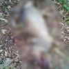Matan a machetazos y cuelgan a perritos en Áporo; animalistas exigen justicia ante brutal acto de crueldad