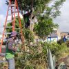Gobierno de Morelia implementa jornada de limpieza y manteniendo en Parque Lineal Bicentenario