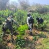 Tras operativo, SSP incinera en Parácuaro plantío con 9 mil plantas de marihuana