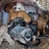 Auditorio municipal y Mercado Independencia son considerados focos rojos en venta ilegal de animales