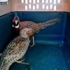Resguarda Zoológico ejemplares decomisados en Huetamo