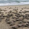 Tres de las siete especies de tortugas que existen en el mundo, llegan a playas de Michoacán