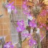 Desde hoy y hasta el domingo, exposición de orquídeas en la Facultad de Enfermería de la UMSNH