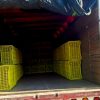 Detienen a 14 presuntos roba aguacates en Salvador Escalante