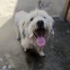 Invitan a segunda feria de adopción y venta con causa este sábado en el Centro de Morelia