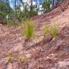 En julio iniciará dispersión aérea de 200 mil semillas para reforestar