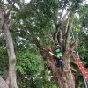 En lo que va de la temporada de lluvias se ha reportado la caída de 26 árboles