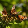 Biosfera de la Monarca, tesoro natural que cumple 17 años como Patrimonio Mundial: SecTur