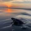 Michoacán, hogar de la tortuga marina; arranca temporada de protección y conservación