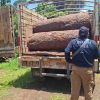 Aseguran predio con más de 34 mil m³ afectados por tala ilegal en Uruapan