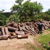 FGR investiga tala ilegal en comunidades indígenas de Michoacán