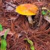 Nueve especies de hongos que crecen en Michoacán están protegidos por la NOM 059 de SEMARNAT