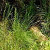 Reportan a un puma merodeando la colonia Joya de los Molinos, en Pátzcuaro