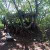 Hierba, minas y campamento abandonado, tres hallazgos en el corazón caliente de Michoacán