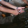 Pescado blanco de Pátzcuaro será protegido con Indicación Geográfica