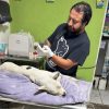 Se dará en adopción a perrita maltratada por ex policía auxiliar