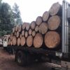 Detenidos en Senguio 10 hombres con rollos de madera ilegal: SSP